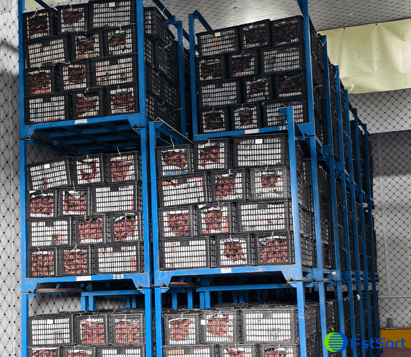 images/1772613643060sweet potato post-harvest physiology.png